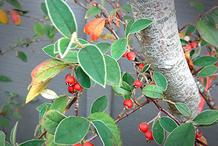 Cotoneaster