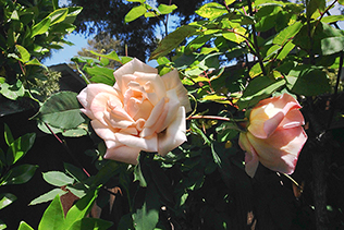 cream-pink rosebush