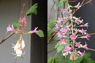 Currant Blooms