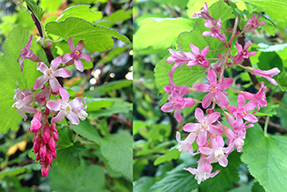 Currant Blossoms