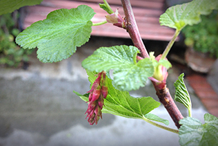 Currant Bud