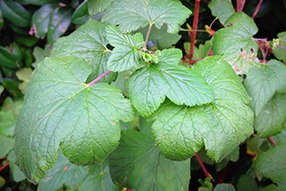 Currant Bush Leaves