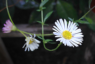 Daisy and Aphids