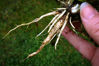 DandelionRoots