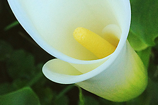 December Calla