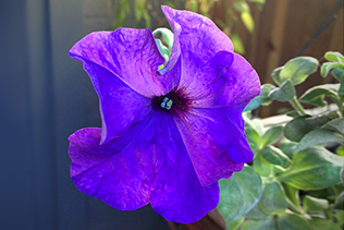 December Petunia