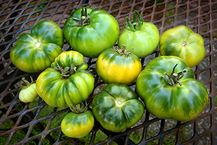 DecemberTomatoes