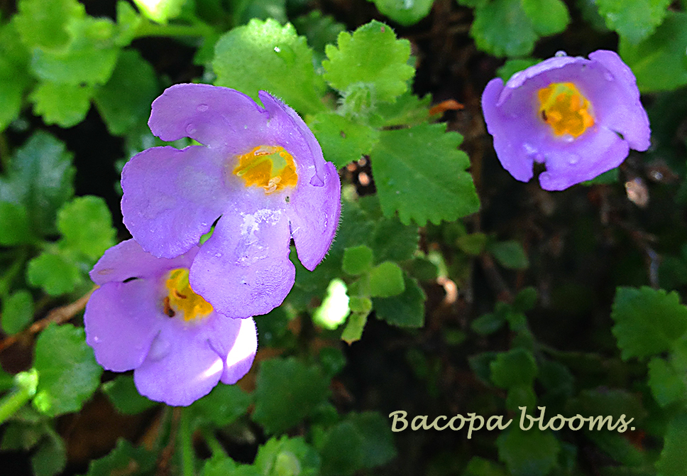 Bacopa