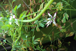 A tangle of delicate flowers