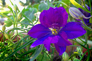 Delphinium