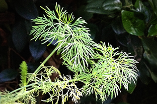 Dill