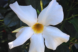 Dipladenia closeup