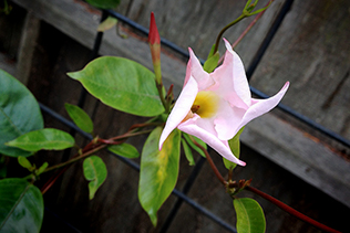 Dipladenia Unfurling