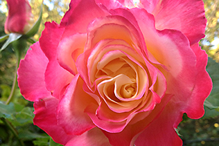 Double Delight Rose