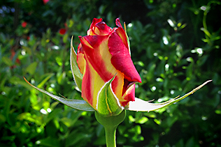 Double Delight Rosebud