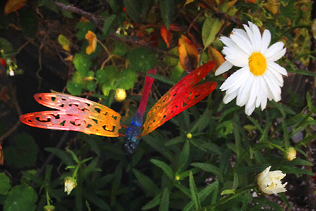 Dragonfly and Daisies