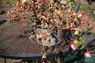 Dry Fuchsia Leaves