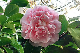 EarlyCamellia