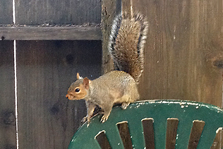 Eastern Gray Squirrel