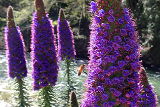 Echium And Bees