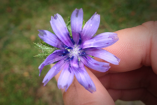 Endive Flower