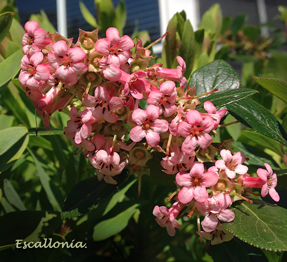 Escallonia Bloom