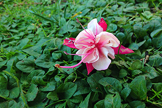 Fallen Fuchsia Bloom