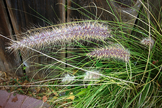 Feathery fountain grass