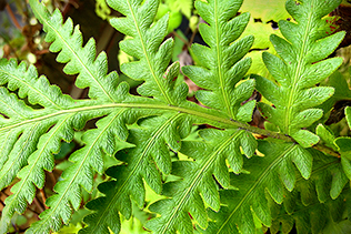 Fern Detail