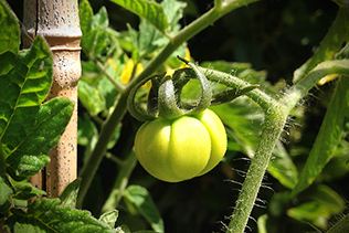 First Tomato