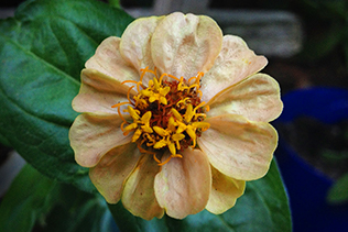 First Zinnia