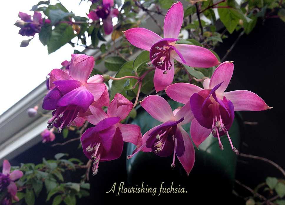 Flourishing Fuchsia