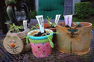 FlowerSeedlings