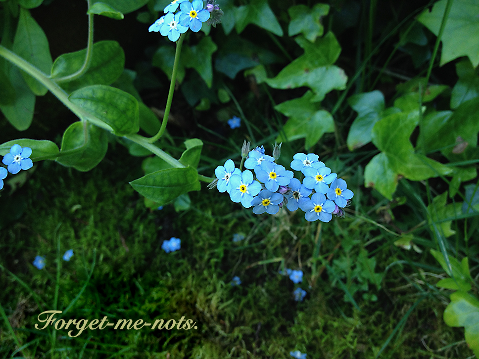 Forget Me Nots