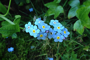 forget me nots