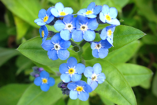 ForgetMeNots