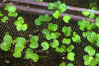 Radish Sprouts