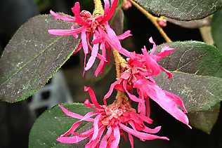 FringeFlower