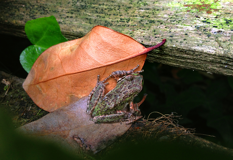 Green and brown spotted frog