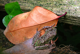 Green and brown spotted frog