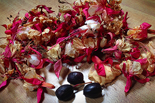 Fuchsia berries