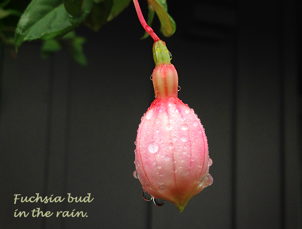 Fuchsia Bud in the Rain