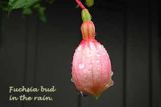 Fuchsia Bud in Rain