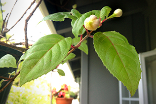 Fuchsia Buds