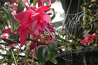 FuchsiaWeb