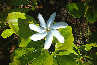 Gardenia