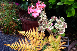 Geraniums and Fern