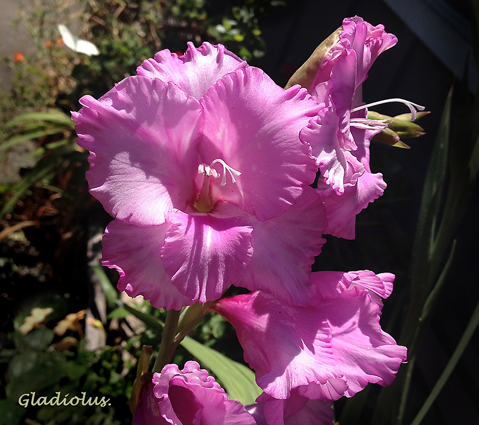 Gladiolus