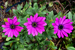 Glowing Daisies