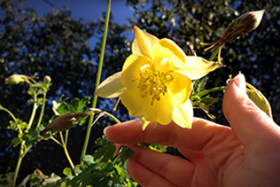 Golden Columbine